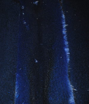 Норка темно синяя самец